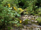 Cerro Punta creek