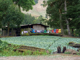 Cerro Punta farmers