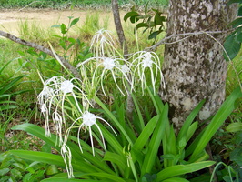 flowers Bocas del Toro