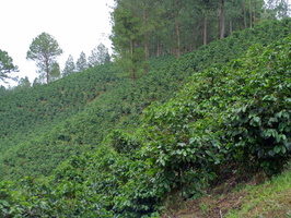 Coffee, Panama highlands