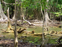 magrove swamp