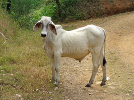 Brahma cow Azuero Panama