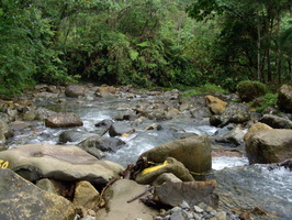 jungle creek • Ngöbe-Buglé land 