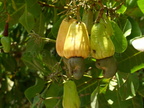 Marañon Cashew tree fruit